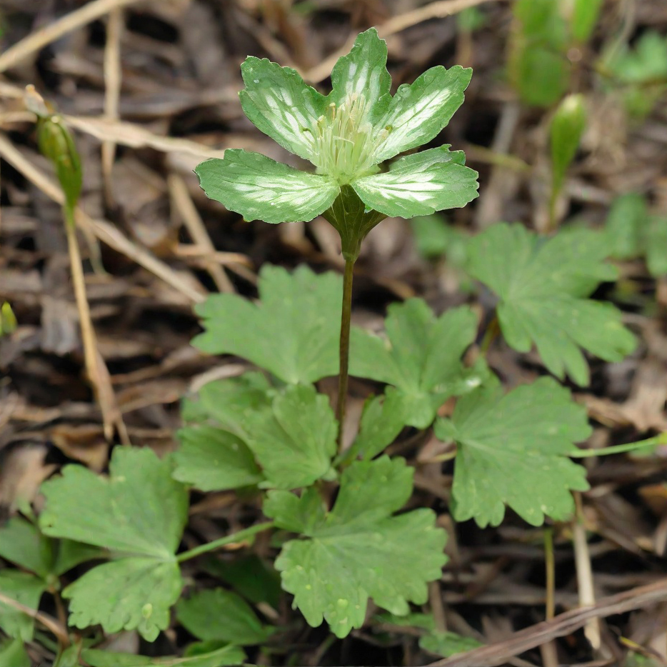 Harnessing-Heuchera-micrantha-Seeds-for-Pacific-Northwest-Restoration-Bogfoot-Native-Plants-5